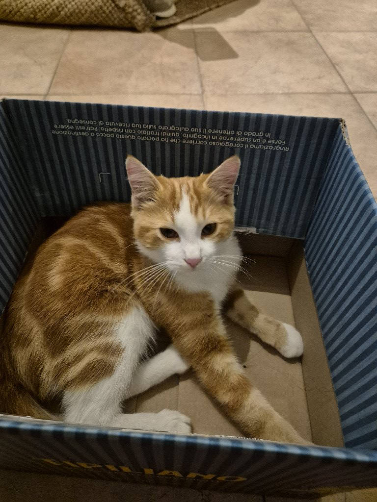 Photo of the reported pet