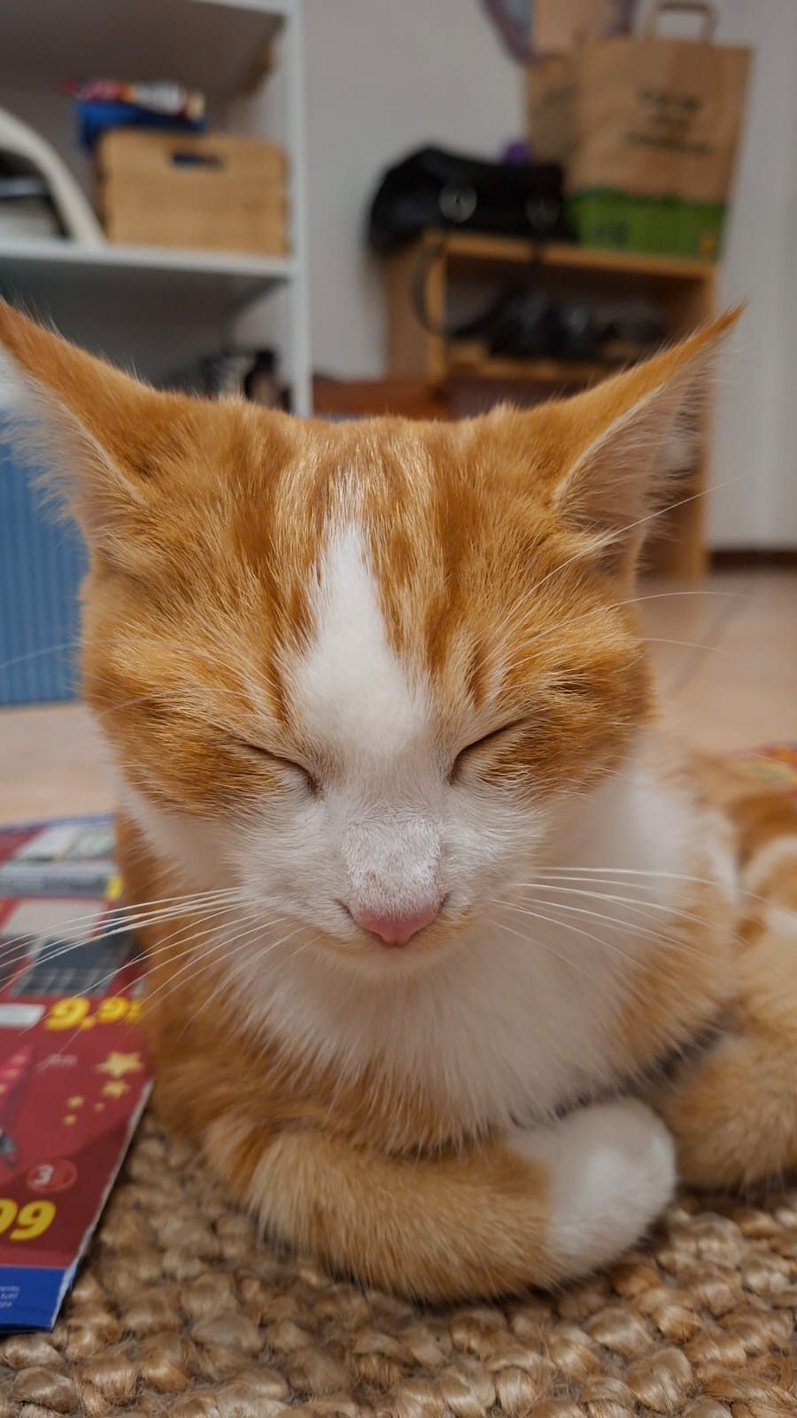 Photo de l’animal signale