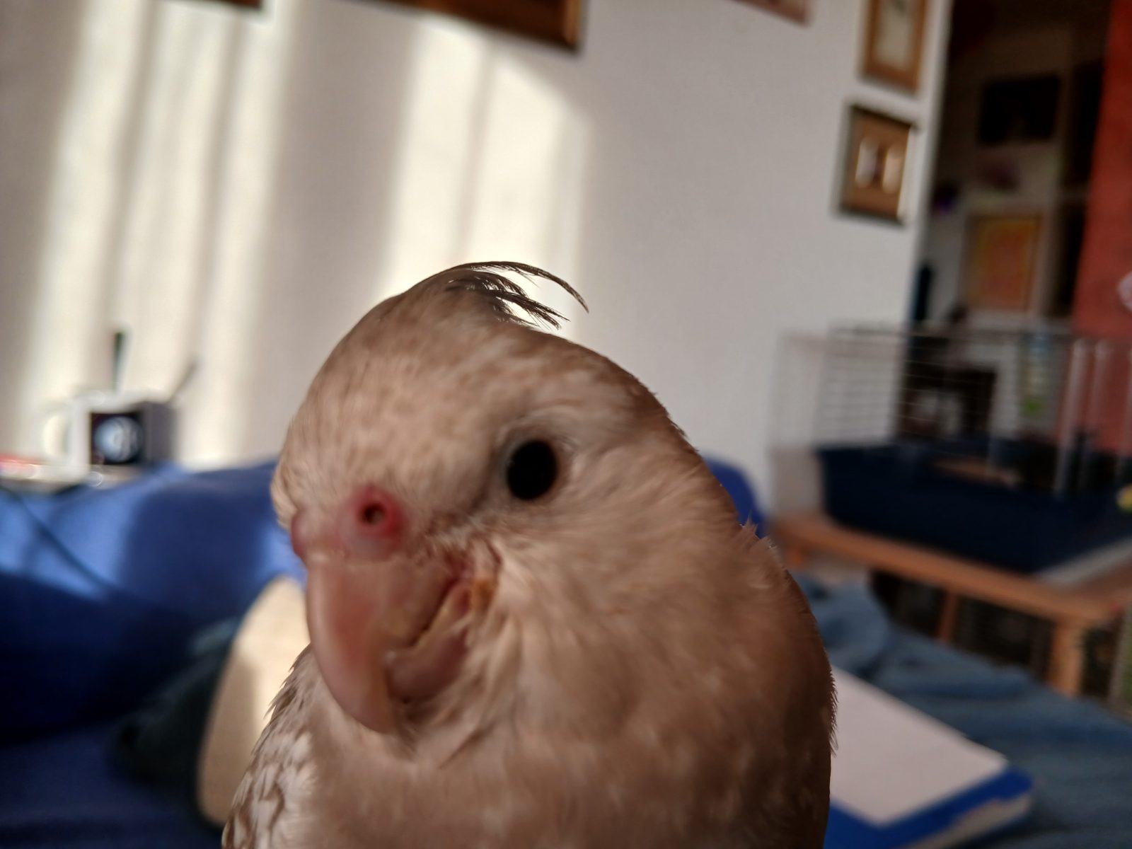 Foto des gemeldeten Tieres 2