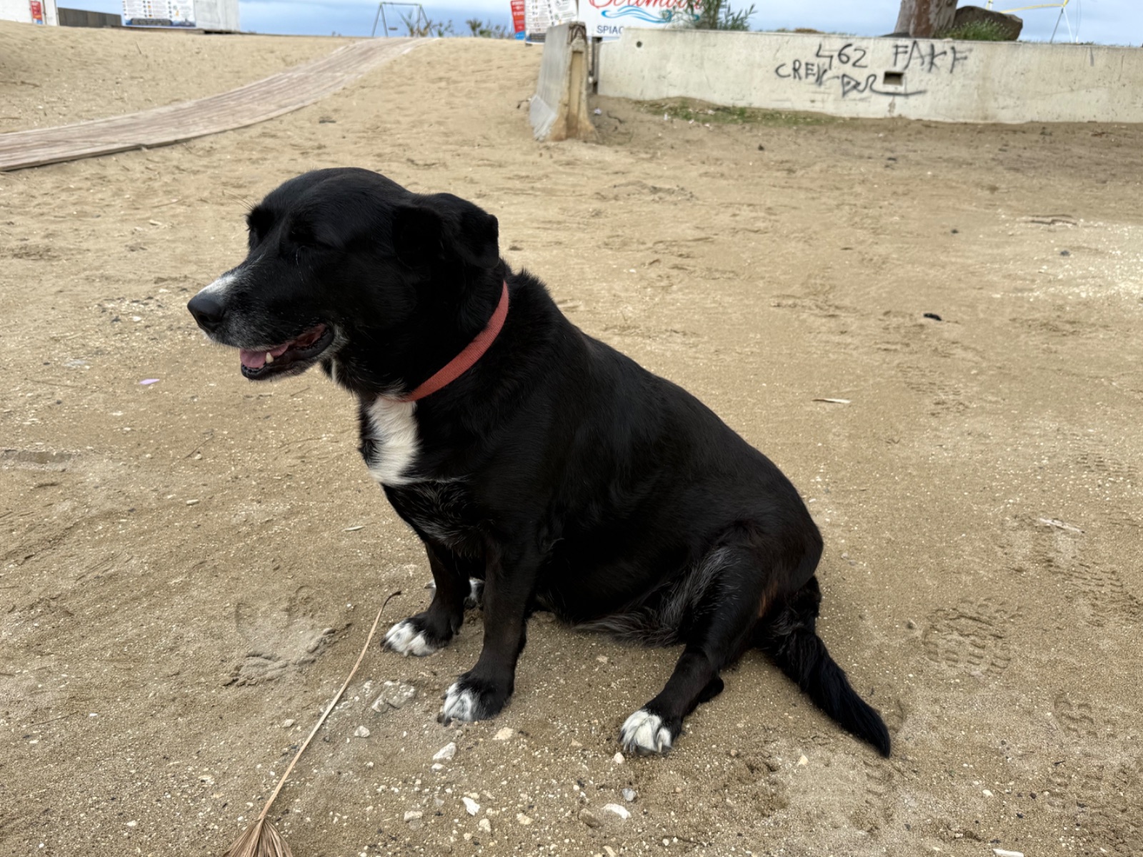 Photo of the reported pet 2