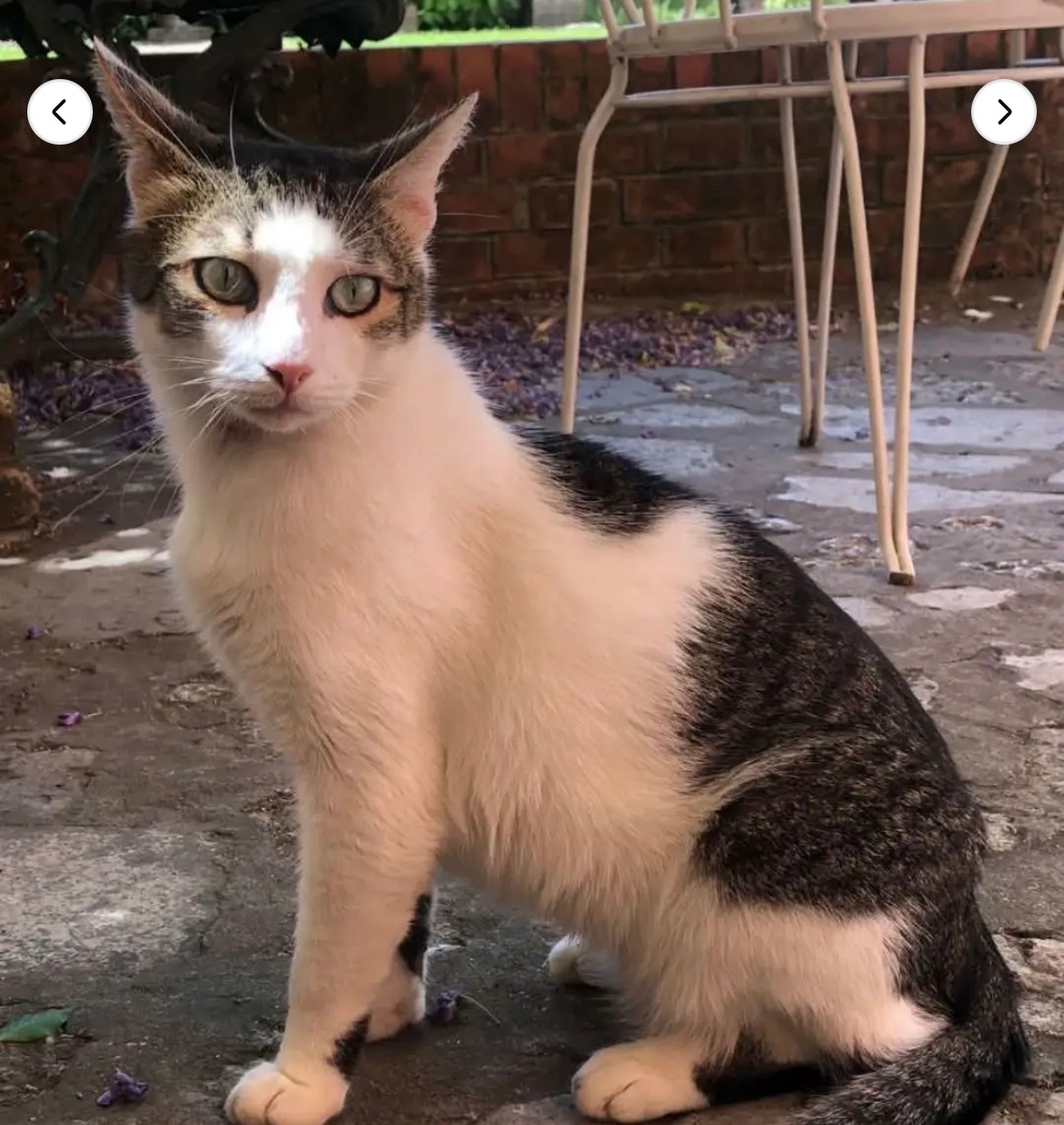 Photo of the reported pet